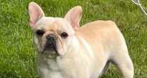 French bulldog died in scorching delivery truck after it was stolen by FedEx driver, authorities say