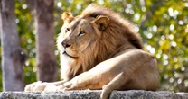 New Zealand wildlife sanctuary euthanizes two elderly lions, with future of five more uncertain