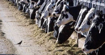 CDC reports 3rd person infected in U.S. bird flu outbreak  — this time with a new symptom