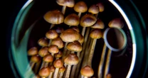 Science gets closer to understanding how a psychedelic trip changes the brain