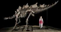 Near-complete Stegosaurus fossil sells for record $44 million at auction