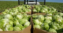 Cyclosporiasis outbreak expands to 9 states