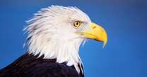 The bald eagle is officially America's national bird after Biden's signature