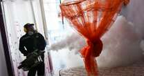 Dengue cases break records in Americas amid warmer temperatures