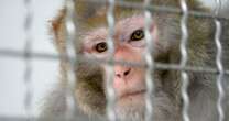 43 escaped research monkeys still loose in South Carolina after caretaker failed to shut two doors