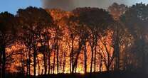 Brush fire breaks out in Brooklyn's Prospect Park as Northeast drought continues