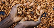 Cocoa prices are soaring. Candy makers will need to get creative