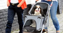 Are dog strollers worth it? Experts weigh in