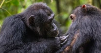 Chimps use medicinal plants to treat their wounds