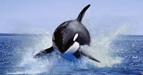 Orcas may be able to make and use tools, with a little kelp from their friends