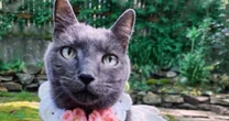 Elderly Seattle cat suffers 'terror' from Blue Angels, feline's owner says in lawsuit 