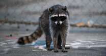 Raccoon attacks infant inside Idaho home