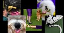Westminster dog show 2024: No bones about it, these top dogs are ready to show off their stuff 