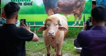 Buffalo named ‘Donald Trump’ for its blond comb-over is spared Eid sacrifice