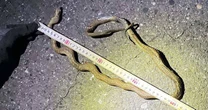 Snake on a train line: Reptile causes major delays in Japan