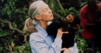 Dr. Jane Goodall, legendary animal rights advocate, dies at 91
