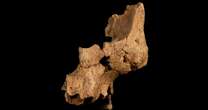 Fossilized face fragments are oldest human ancestor remains ever found in Western Europe