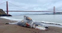 Six dead gray whales found in San Francisco Bay Area in the last week
