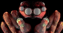 Photo contest reveals hidden beauty — and mystery — in the microscopic world around us