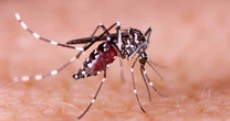 Las Vegas' growing mosquito problem is 'a ticking time bomb'