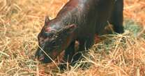 Moo-ve over Moo Deng: New baby hippo 'Haggis' challenges for the cuteness crown