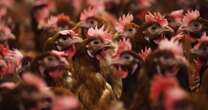 CDC says no ‘clear source’ of bird flu infection in Missouri patient 