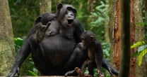 Chimpanzees use some features of language to talk to each other