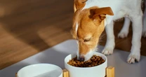 The best dry dog food for all life stages