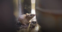 Where does hantavirus lurk in the U.S.? Scientists found ‘hot spots’ in surprising areas