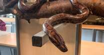 Boa constrictor gives birth to 14 baby snakes after living alone for nearly a decade