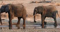 Zimbabwe to cull 200 elephants to feed people left hungry by drought