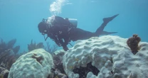 'Functionally extinct': After 10,000 years on the Florida coast, two key corals are dead