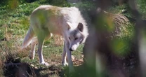Wolves maul woman at zoo in France