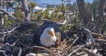 Eaglet that disappeared from nest in California 'did not make it' through storm