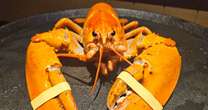 Red Lobster dishwasher rescues ‘one-in-30 million’ orange lobster 