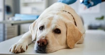 That's a lot of scratch: More pet owners spring for insurance as vet costs climb