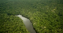 Giant trees of the Amazon get taller as forests fatten up on carbon dioxide