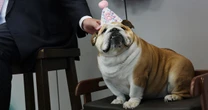 Ritzy dinners and a dog's birthday party: Shutdown life's pretty normal for Congress and Trump