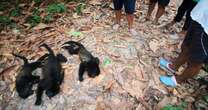 Mexico's howler monkeys dropping dead as heat toll mounts