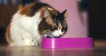 Experts warn against raw pet food after cat dies of bird flu infection