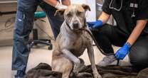 California rescue groups open their doors to pets, some with burns and other injuries