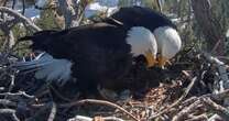 Hatch watch: Bald eagle chicks expected to emerge on livestream from Southern California mountains