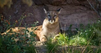 Cyclists fight off cougar in rare attack east of Seattle that leaves woman injured