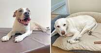 The best cooling dog beds, according to experts and pet owners