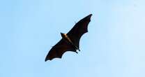 Chicago concert goers may have been exposed to potentially rabid bats: Health officials