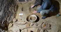 A vintage find: Man discovers mammoth bones in wine cellar 