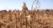 Nearly 68 million suffering from drought in Southern Africa, says regional bloc 