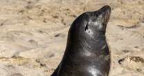 Unprecedented number of sick, stranded sea lions being found on LA beaches 