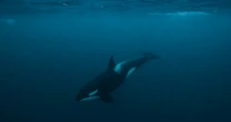 Killer whales seemed to wreak havoc this year. What drove their headline-making behavior?