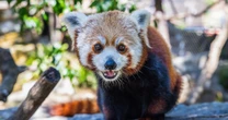 The second of two red panda cubs born at a California zoo dies